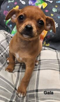Gala -  Chihuahua Dog for Adoption in Ellijay, Georgia - Gala | PetCurious