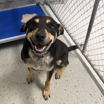 JD -  Shepherd and Australian Cattle Dog Blue Heeler Dog for Adoption in Marion, Virginia - JD | PetCurious
