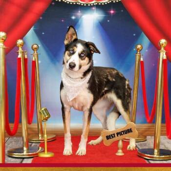 Husky and Mixed Breed Dogs Available for Adoption - FWT Delia | PetCurious