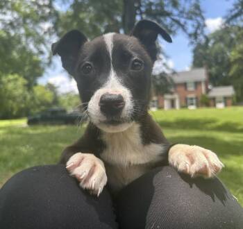 Jellybean -  Australian Cattle Dog Blue Heeler Dog for Adoption in Calera, Alabama - Jellybean | PetCurious