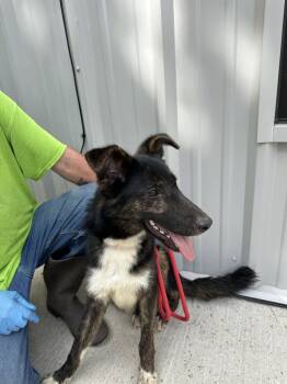 Rescue Border Collie Dogs for Adoption in Lawrenceburg, Tennessee - Utah | PetCurious
