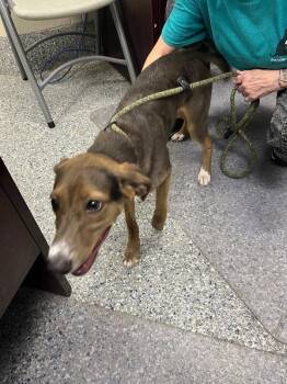 Sadie -  Hound Dog for Adoption in Burgaw, North Carolina - Sadie | PetCurious