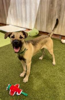 Bruin -  Shepherd and Mixed Breed Dog for Adoption in Eugene, Oregon - Bruin | PetCurious