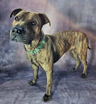 Pit Bull Terrier and Mixed Breed Dogs Available for Adoption in Frisco, Colorado - CARMELO | PetCurious