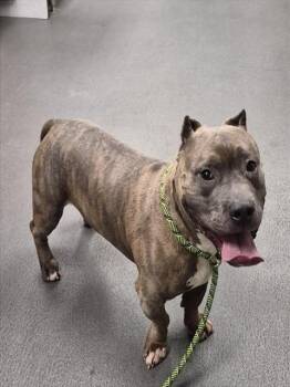 American Staffordshire Terrier Dogs Available for Adoption in Corpus Christi, Texas - CASH | PetCurious