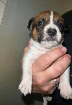Dusty -  Australian Cattle Dog Blue Heeler and Mastiff Dog for Adoption in Marietta, Georgia - Dusty | PetCurious