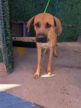 61600213 -  Mixed Breed Dog for Adoption in El Paso, Texas - 61600213 | PetCurious