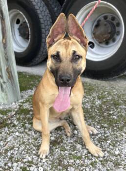 Shepherd Dogs Available for Adoption - Maple | PetCurious