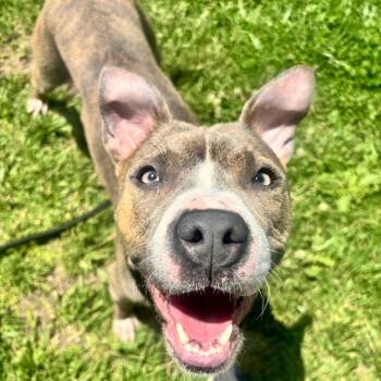 Ginny -  Mixed Breed Dog for Adoption in Jamesville, New York - Ginny | PetCurious