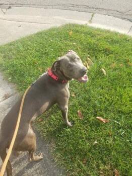 Balboa -  Mixed Breed Dog for Adoption in Cincinnati, Ohio - Balboa | PetCurious