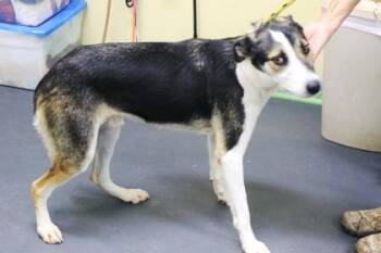 Bow -  Terrier and Mixed Breed Dog for Adoption in Picayune, Mississippi - Bow | PetCurious