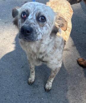 Trixy -  Australian Shepherd Dog for Adoption in Campbellsville, Kentucky - Trixy | PetCurious
