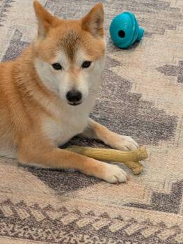 Kit -  Shiba Inu Dog for Adoption in Omaha, Nebraska - Kit | PetCurious