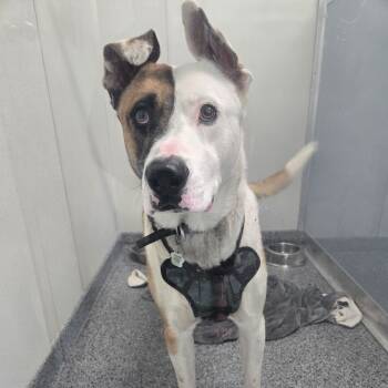 Rescue Alaskan Malamute and Pit Bull Terrier Dogs for Adoption in North Battleford, Saskatchewan - Scout | PetCurious