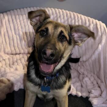 German Shepherd Dog and Mixed Breed Dogs Available for Adoption - Corazon | PetCurious