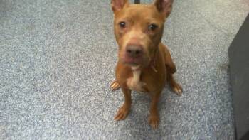 COCOA -  Pit Bull Terrier Dog for Adoption in Charlotte, North Carolina - COCOA | PetCurious