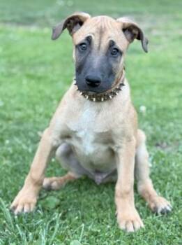 Shepherd Dogs Available for Adoption - Buddy | PetCurious