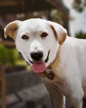Bunny -  Great Pyrenees and Labrador Retriever Dog for Adoption in Boerne, Texas - Bunny | PetCurious