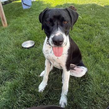 Rivers -  Great Dane and Hound Dog for Adoption in Fountain Hill, Pennsylvania - Rivers | PetCurious