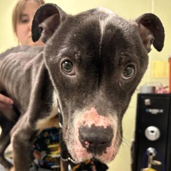 Mickey -  Pit Bull Terrier Dog for Adoption in Cedar Rapids, Iowa - Mickey | PetCurious