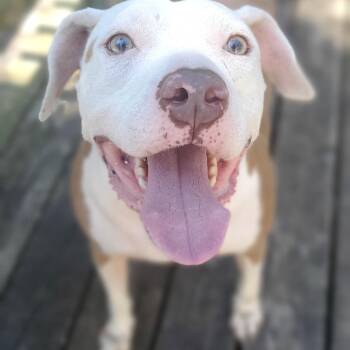 Rescue Pit Bull Terrier Dogs for Adoption in Gilbert, South Carolina - Marley | PetCurious