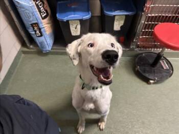 Rescue Mixed Breed Dogs for Adoption in Santa Fe, New Mexico - A173070 | PetCurious