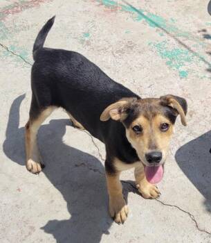 Mezcal -  Shepherd Dog for Adoption in Los Angeles, California - Mezcal | PetCurious