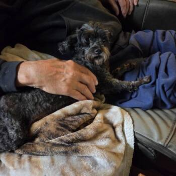 Begonia -  Poodle Dog for Adoption in Tomah, Wisconsin - Begonia | PetCurious