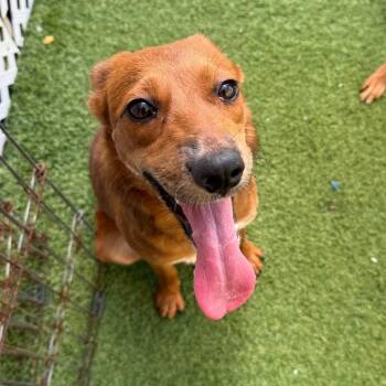 Ilsa 5640 -  German Shepherd Dog Dog for Adoption in Loxahatchee Groves, Florida - Ilsa 5640 | PetCurious