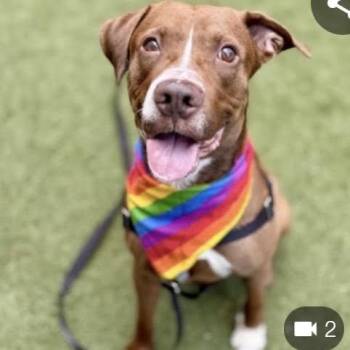 Rainbow Sprinkles -  Chocolate Labrador Retriever and Mixed Breed Dog for Adoption in Jersey City, New Jersey - Rainbow Sprinkles | PetCurious