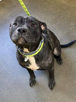 DANTE -  Pit Bull Terrier Dog for Adoption - DANTE | PetCurious