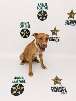 OTIS -  American Bulldog and Mixed Breed Dog for Adoption in Winter Haven, Florida - OTIS | PetCurious