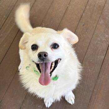 Chihuahua Dogs Available for Adoption - Missy MILLY | PetCurious