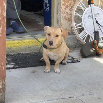 Buddy -  Dachshund and None Dog for Adoption in Austin, Texas - Buddy | PetCurious