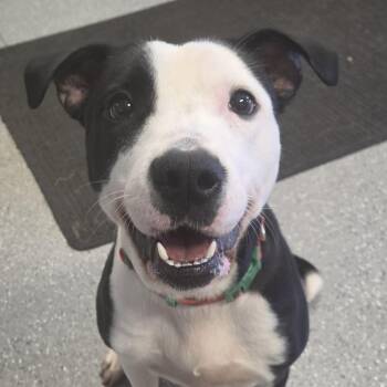 Cleo -  Pit Bull Terrier Dog for Adoption in Watertown, New York - Cleo | PetCurious
