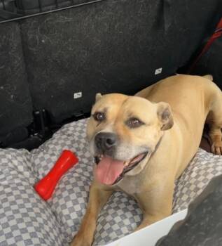 Bubba -  American Staffordshire Terrier and Labrador Retriever Dog for Adoption in Roswell, Georgia - Bubba | PetCurious