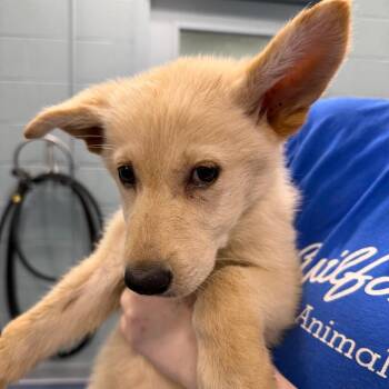 Nymph -  German Shepherd Dog Dog for Adoption in Greensboro, North Carolina - Nymph | PetCurious