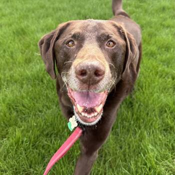 Chocolate Labrador Retriever Dogs Available for Adoption in Hartland, Wisconsin - Bailey-Foster Home Needed | PetCurious