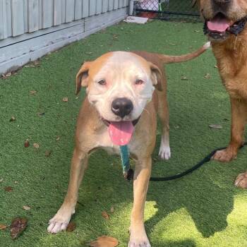 Charlotte -  Mixed Breed Dog for Adoption in Merritt Island, Florida - Charlotte | PetCurious