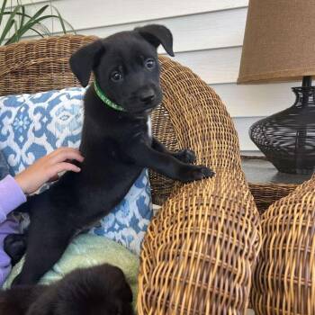Black Labrador Retriever Dogs Available for Adoption in Wando, South Carolina - Mitch | PetCurious