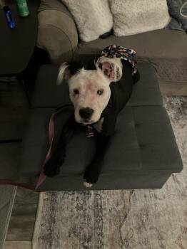 Terrier Dogs Available for Adoption - Monty | PetCurious
