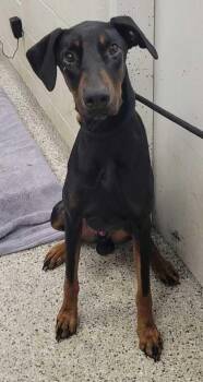 Percy -  Doberman Pinscher and Mixed Breed Dog for Adoption in Kansas City, Missouri - Percy | PetCurious