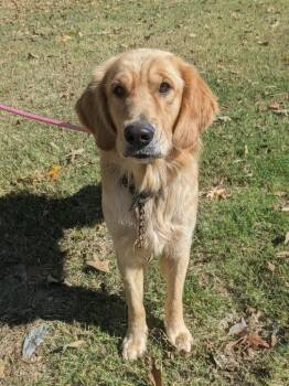 Boopsy -  Golden Retriever Dog for Adoption in Springfield, Tennessee - Boopsy | PetCurious