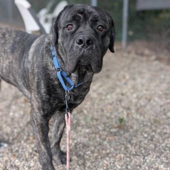 Belleah -  Mixed Breed and Mastiff Dog for Adoption in West Olive, Michigan - Belleah | PetCurious