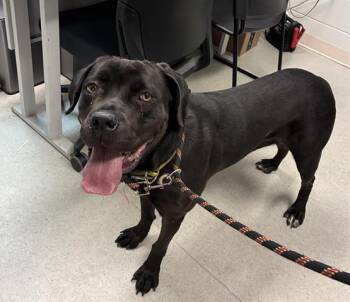 Cane Corso Dogs Available for Adoption - MINA | PetCurious