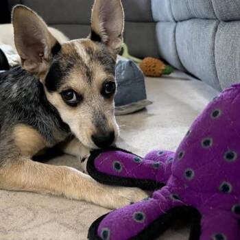 Acacia- In Foster! -  Australian Cattle Dog Blue Heeler and Mixed Breed Dog for Adoption in Flagstaff, Arizona - Acacia- In Foster! | PetCurious