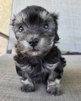 Maltese and Poodle Dogs Available for Adoption in Corona, California - Malibu | PetCurious