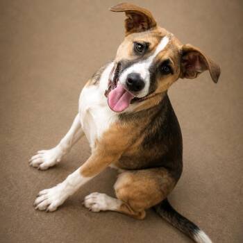 Goofy 5814 -  Mixed Breed Dog for Adoption in Loxahatchee Groves, Florida - Goofy 5814 | PetCurious