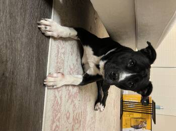 Rescue American Staffordshire Terrier and Staffordshire Bull Terrier Dogs for Adoption in Roswell, Georgia - Meka | PetCurious