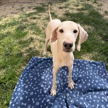 Sir Charlie -  Poodle and Mixed Breed Dog for Adoption in Newark, New Jersey - Sir Charlie | PetCurious